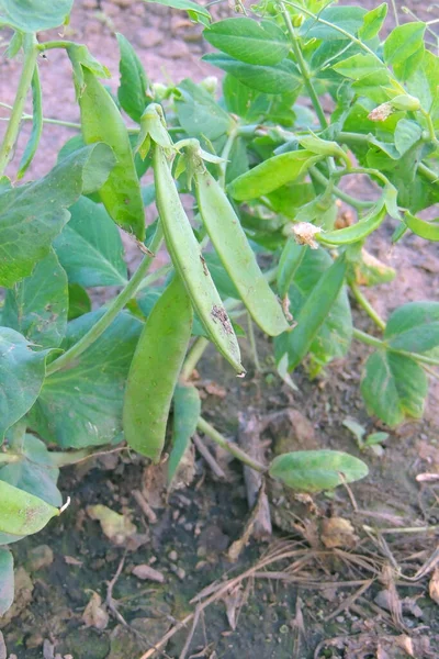 Guisantes Verdes Frescos Que Crecen Jardín Vegetal Casero —  Fotos de Stock