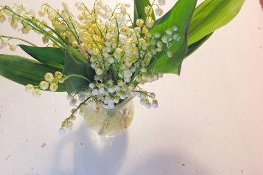 Vadi Lilly 'si vazoda, ahşap masada.