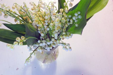 Vadi Lilly 'si vazoda, ahşap masada.