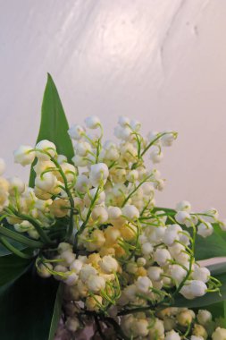 Vadi Lilly 'si vazoda, ahşap masada.