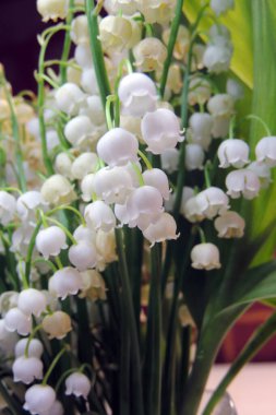 Vadi Lilly 'si vazoda, ahşap masada.