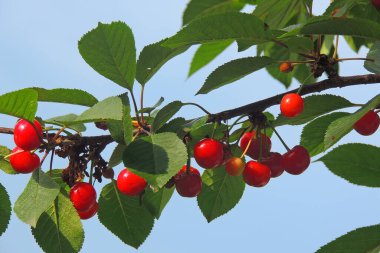 Bahçede olgun kirazlı kiraz ağacı.