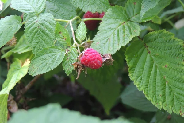 Gros Plan Sur Framboise Mûre Dans Jardin — Photo