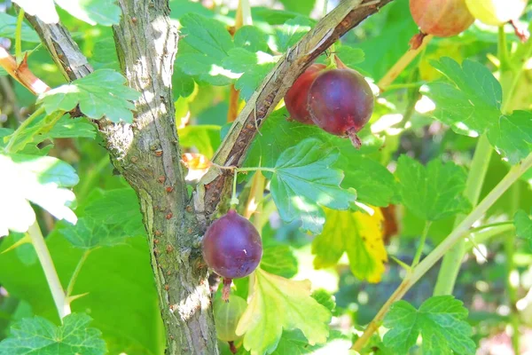 Grande Verde Bush Grillo Tettigonia Viridissima Alimentazione Uva Frutta — Foto Stock