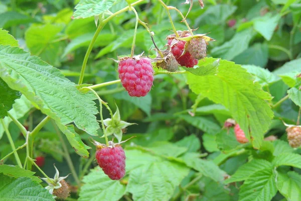 Close Dari Raspberry Matang Taman Stok Lukisan  