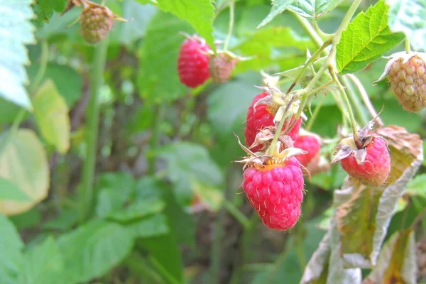 Close Dari Raspberry Matang Taman Stok Foto Bebas Royalti