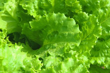 Güneşli bir günde kırsalda taze salata bitkileri.