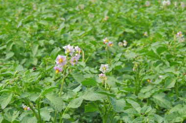 Colorado böceği patates yaprağı yiyecekti.