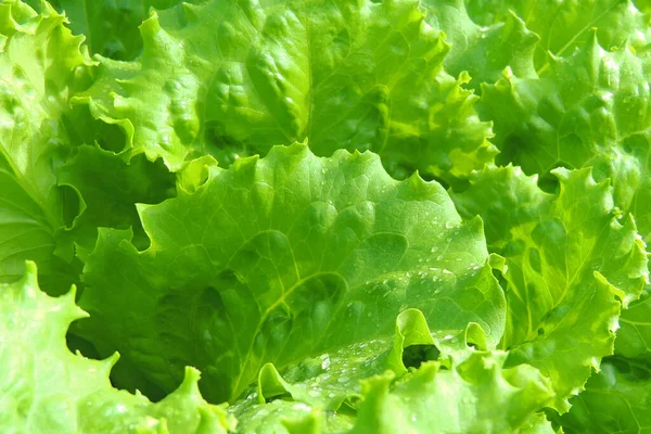 Rows Fresh Lettuce Plants Countryside Sunny Day — Stock Photo, Image
