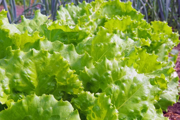 Rows Fresh Lettuce Plants Countryside Sunny Day — Stock Photo, Image