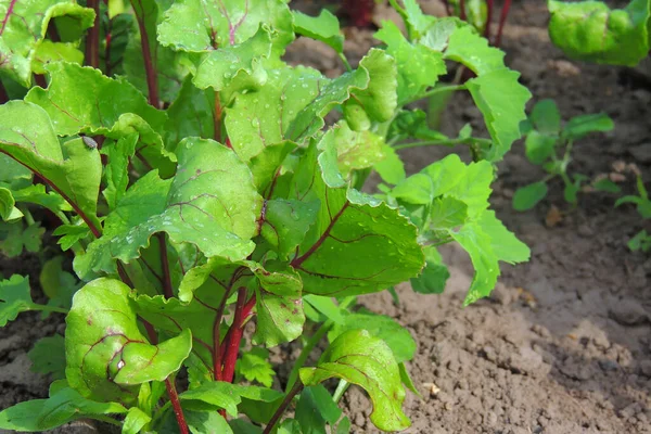 Hoja Raíz Remolacha Hojas Verdes Frescas Plántulas Remolacha Remolacha Hilera — Foto de Stock