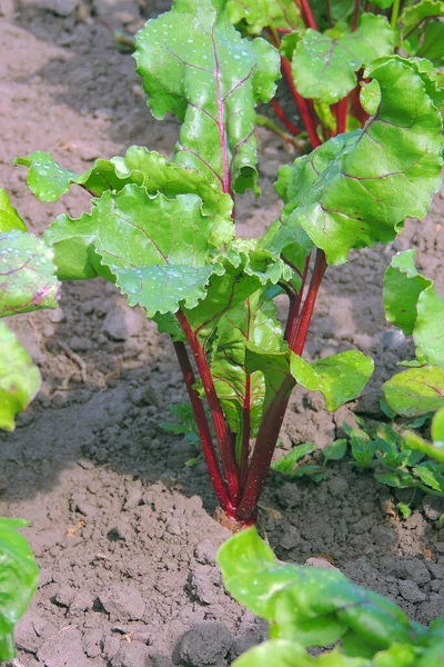 Folha Raiz Beterraba Folhas Verdes Frescas Beterraba Semente Raiz Beterraba — Fotografia de Stock