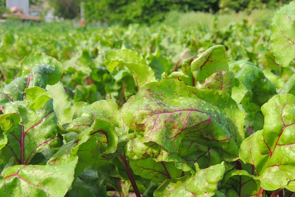 Folha Raiz Beterraba Folhas Verdes Frescas Beterraba Semente Raiz Beterraba — Fotografia de Stock