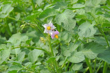 Colorado böceği patates yaprağı yiyecekti.