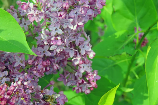 Sweet Lilac Groene Achtergrond Lieve Lilac Lila Bloemen Groene Tak — Stockfoto