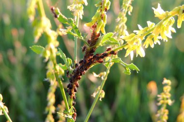 Şeker pancarı bitkilerinin üzerindeki kara fasulye yaprak biti. Hemiptera tarikatının bir üyesidir. Diğer yaygın isimler arasında karasinek, yaprak biti ve pancar yaprağı yaprağı bitleri vardır. Pancar üzerindeki böcekler.