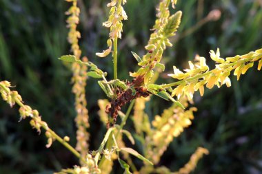 Şeker pancarı bitkilerinin üzerindeki kara fasulye yaprak biti. Hemiptera tarikatının bir üyesidir. Diğer yaygın isimler arasında karasinek, yaprak biti ve pancar yaprağı yaprağı bitleri vardır. Pancar üzerindeki böcekler.