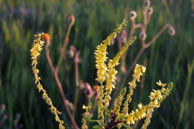 Şeker pancarı bitkilerinin üzerindeki kara fasulye yaprak biti. Hemiptera tarikatının bir üyesidir. Diğer yaygın isimler arasında karasinek, yaprak biti ve pancar yaprağı yaprağı bitleri vardır. Pancar üzerindeki böcekler.