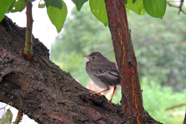 Gorrión Padre Pone Una Semilla Pico Pico Polluelo Acacia — Foto de Stock