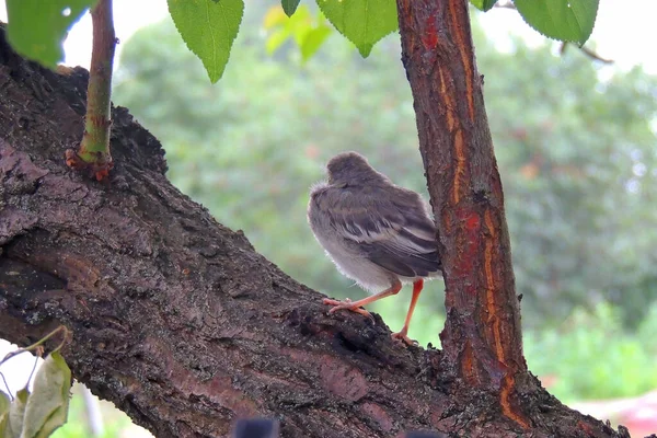 Sparv Förälder Sätter Ett Frö Från Näbben Näbben Sin Brud — Stockfoto