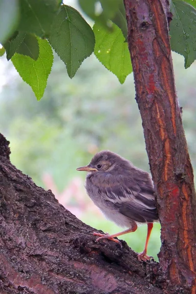 Gorrión Padre Pone Una Semilla Pico Pico Polluelo Acacia — Foto de Stock