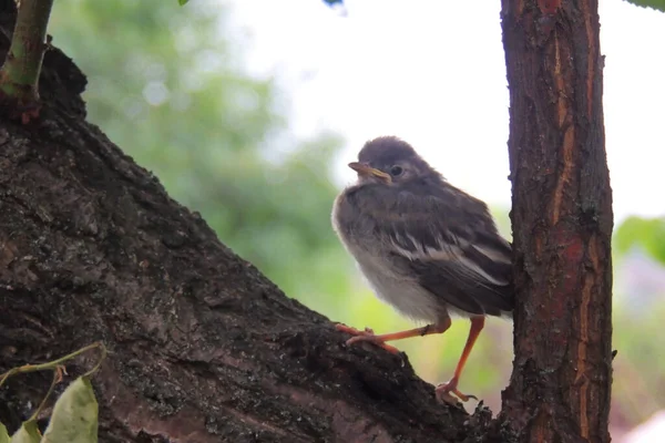 Sparrow Parent Puts Seed His Beak Beak His Chick Acacia — Stock Photo, Image