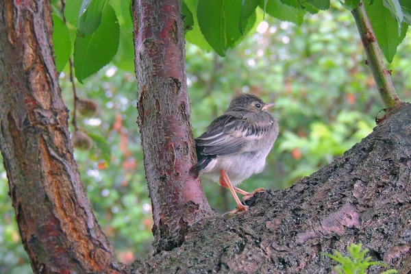 Gorrión Padre Pone Una Semilla Pico Pico Polluelo Acacia — Foto de Stock