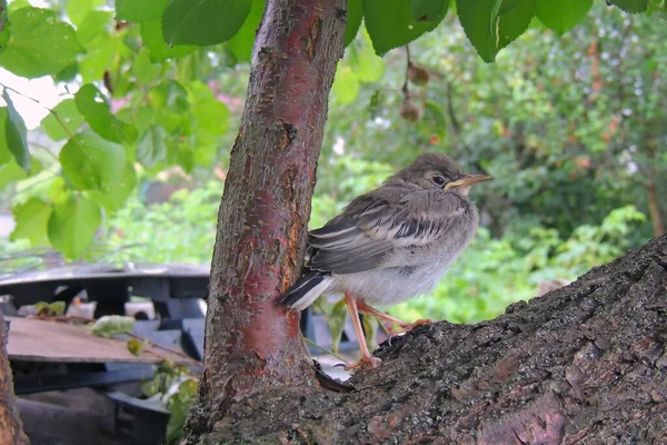 Gorrión Padre Pone Una Semilla Pico Pico Polluelo Acacia — Foto de Stock