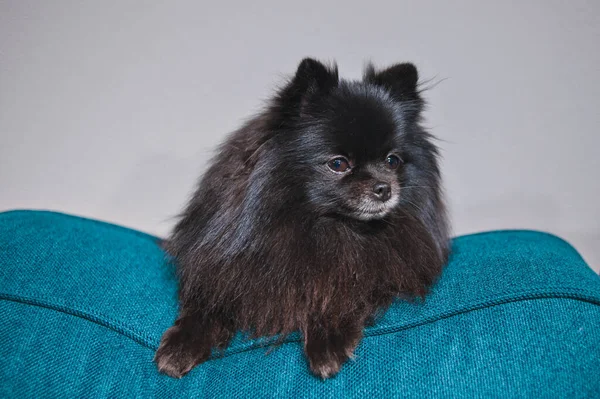 Una Foto Real Spitz Alemán Negro —  Fotos de Stock