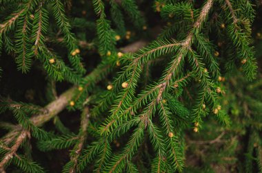 Noel ağacı dalları. Yeni yıl konsepti, Noel, doğa. Pankart. Düz yatış, üst görünüm