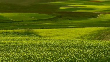 Castelluccio di Norcia yakınlarındaki Piyano Grande 'nin Çiçeği.