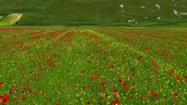 Çiçek açarken Castelluccio di Norcia.