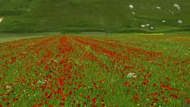 Castelluccio di Norcia tijdens de bloei. — Stockvideo