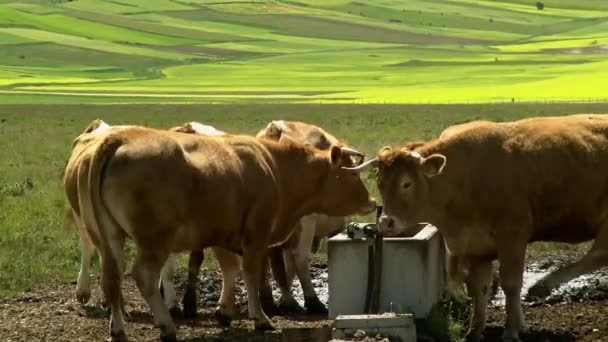 Grazende koeien in de Piano Grande bij Castelluccio di Norcia. — Stockvideo