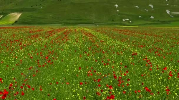 Castelluccio di Norcia tijdens de bloei. — Stockvideo