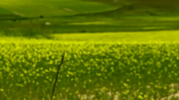 Bloei van de Piano Grande bij Castelluccio di Norcia. — Stockvideo