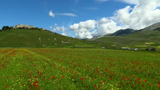 Castelluccio di Norcia durante la floración . — Vídeos de Stock