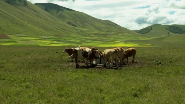 Wypas krów w Piano Grande niedaleko Castelluccio di Norcia. — Wideo stockowe