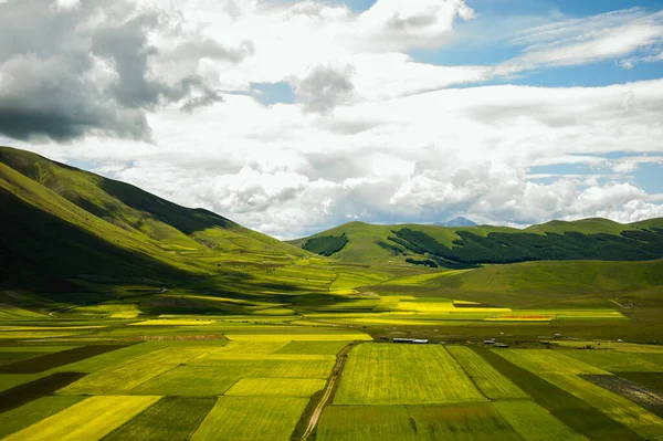 Blommande odlade fält nära Castelluccio di Norcia. — Stockfoto