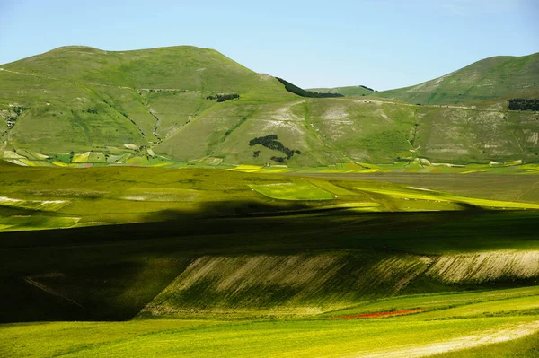 Ανθοφορία του Piano Grande κοντά στο Castelluccio di Norcia. — Φωτογραφία Αρχείου