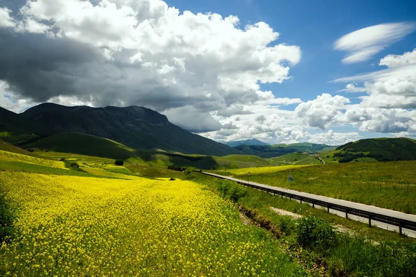 Floraison de champs cultivés près de Castelluccio di Norcia. — Photo