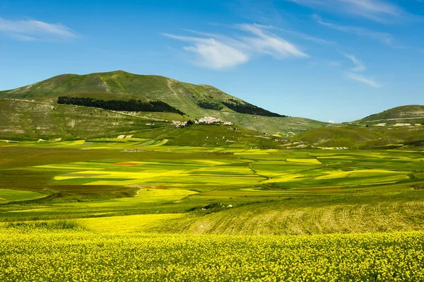 Ανθοφορία του Piano Grande κοντά στο Castelluccio di Norcia. — Φωτογραφία Αρχείου