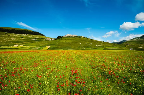 Castelluccio di Norcia under blomningen. — Stockfoto