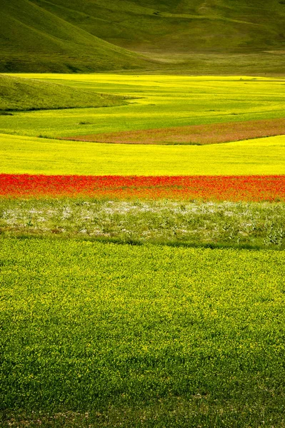 Kwitnienie pól uprawnych w pobliżu Castelluccio di Norcia. — Zdjęcie stockowe