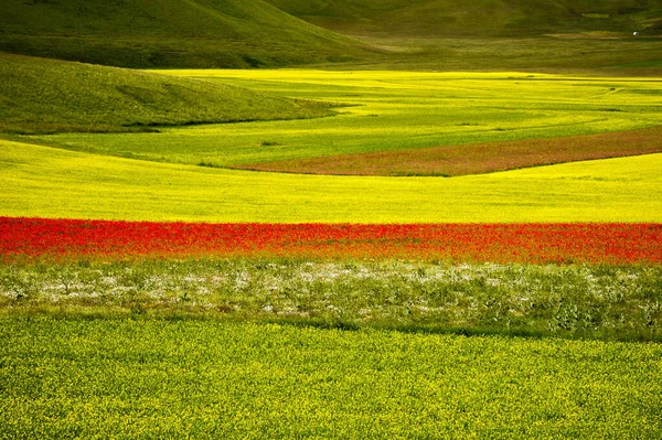 Blommande odlade fält nära Castelluccio di Norcia. — Stockfoto