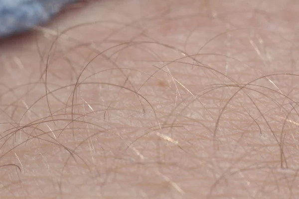 Close up detail of human skin with hair. Man hairy leg macro.