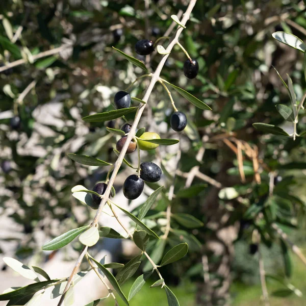 Olives in various stages of ripening. Soft focus background — Stock Photo, Image