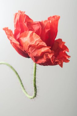  beyaz zemin üzerinde bir haşhaş