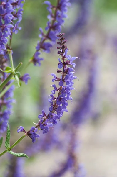 Primer Plano Flores Púrpuras Jardín Público — Foto de Stock