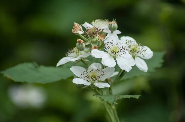 Tett Inntil Bjørnebærblomster Våren Rubus Fruticosus – stockfoto